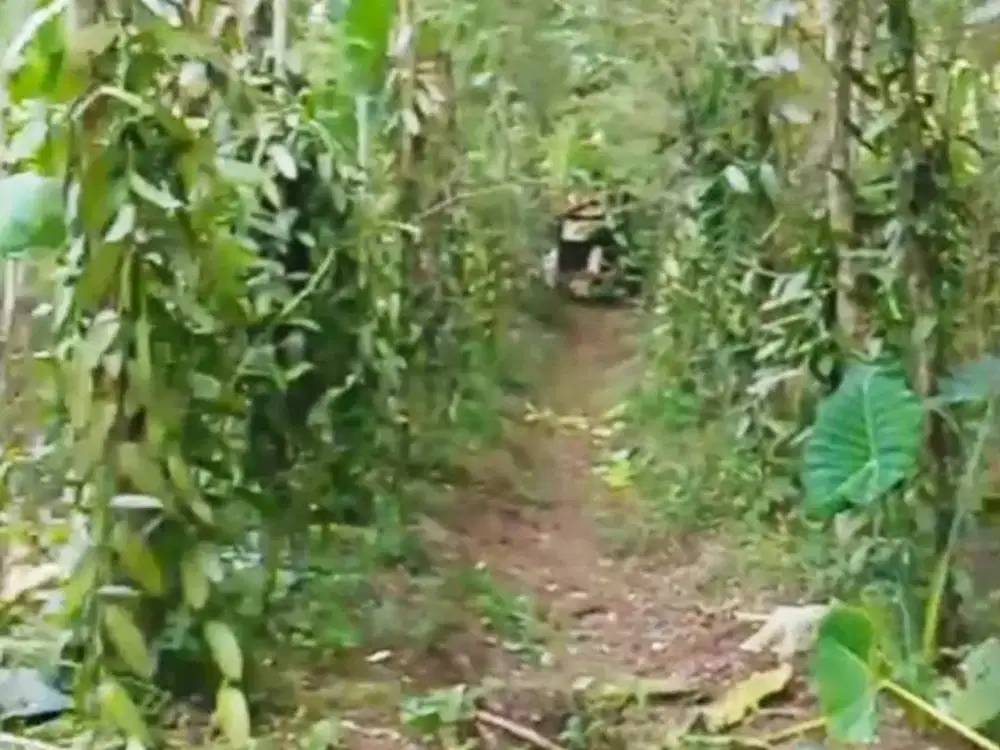 Cocok Untuk Investasi, Tanah Kebon Durian & Panili di Serang, Sudah sering Panen