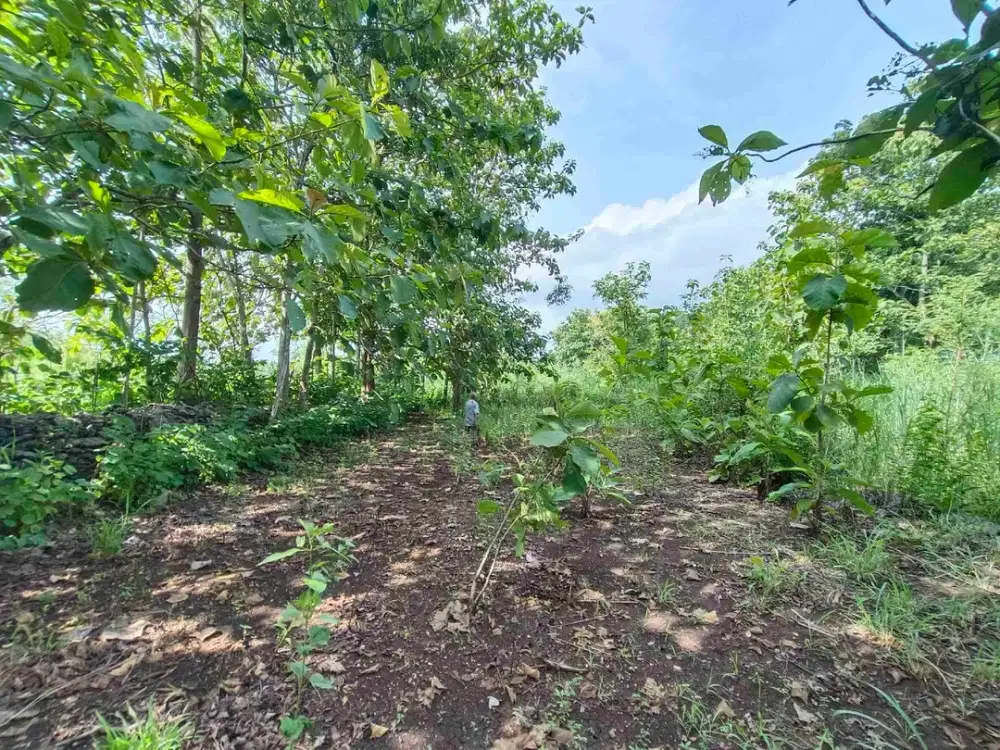 jual tanah murah kebun subur shm di Banyubening Bejiharjo Gunungkidul