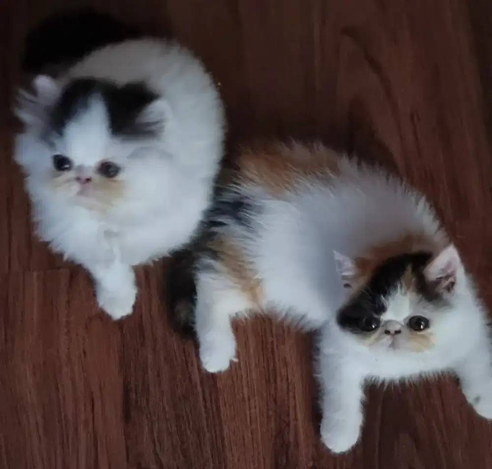 Kucing persia peaknose ektreem siap diadopt