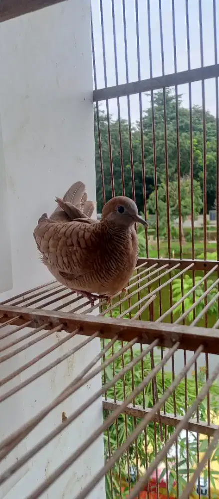 Burung Perkutut Silver Bayumilli