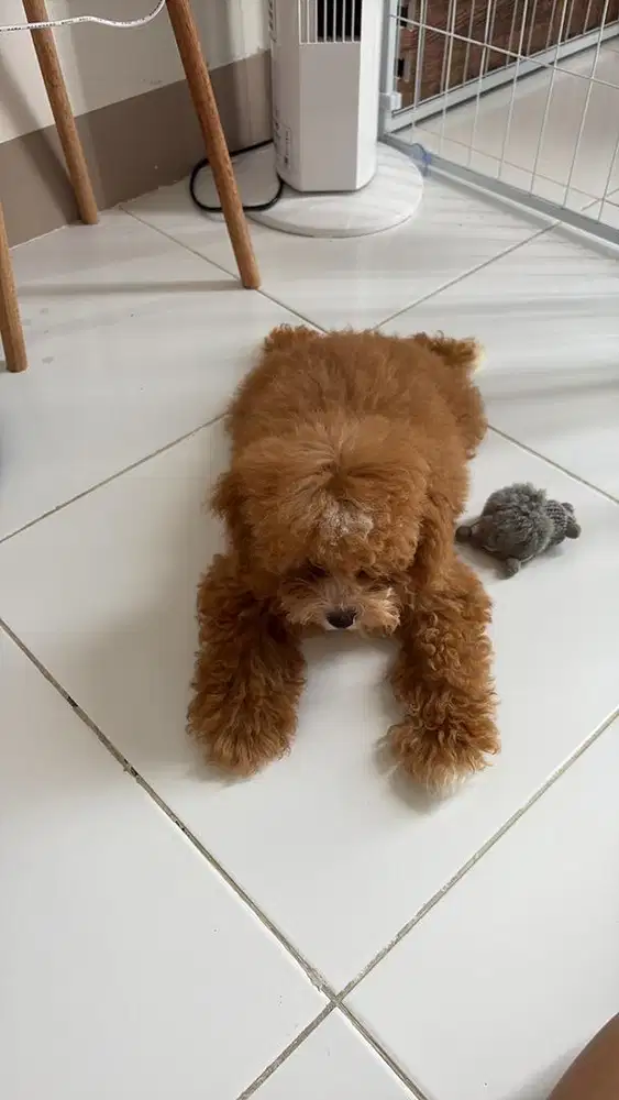 Tiny poodle aprikot