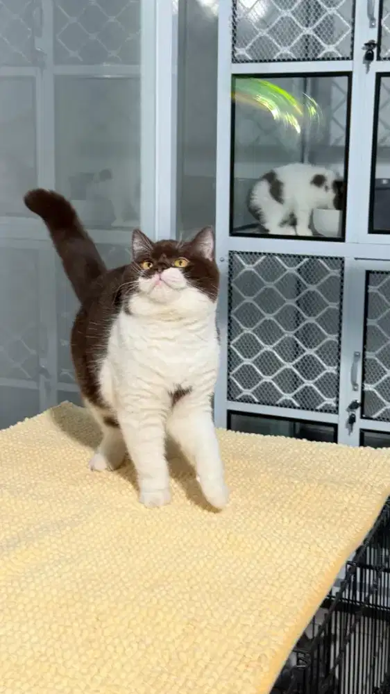 BRITISH SHORTHAIR BICO CHOCO 8BULAN JANTAN PED