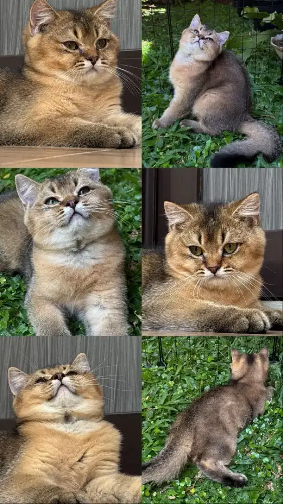 KittenBSH BRITISH SHORTHAIR GOLDEN NY25 Line import jantan