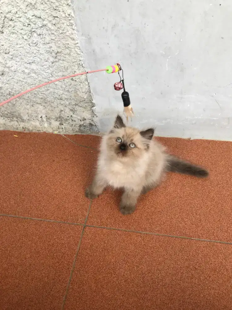 ANAK KUCING KITTEN RAGDOLL SEAL MINK JANTAN