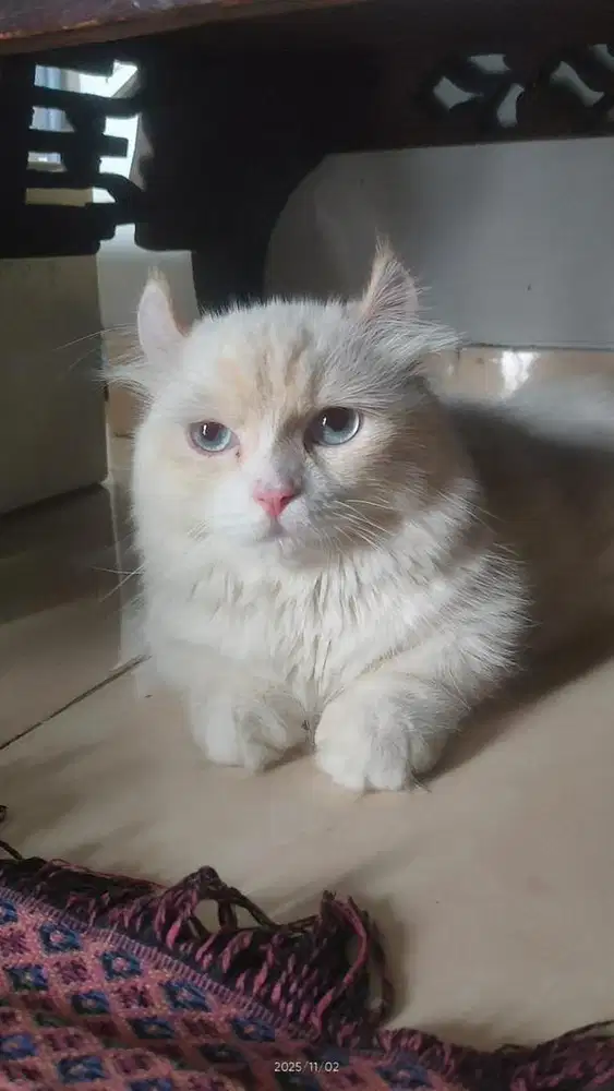 Pacak Munchkin Kinkalow