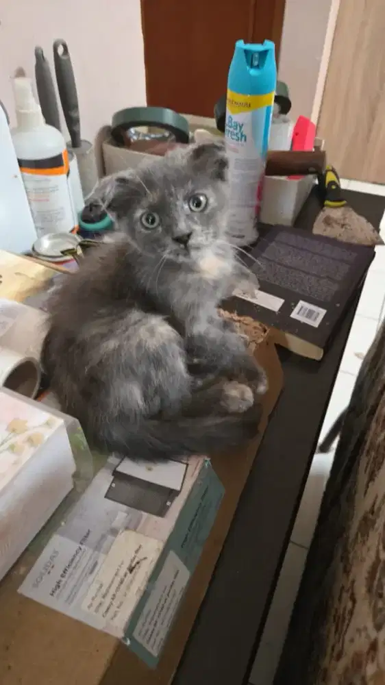KITTEN ANAK KUCING SCOTTISH FOLD