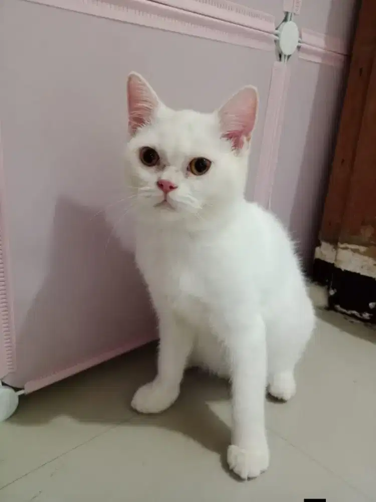 Kitten BSH white solid jantan