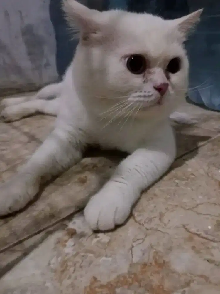 Kucing BSH white solid jantan