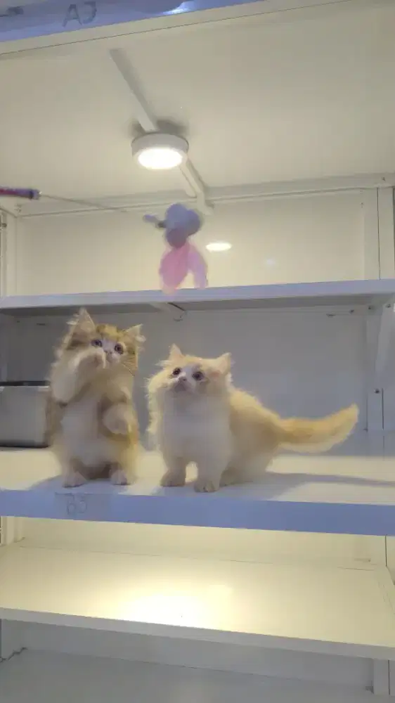 Kucing munhckin cebol kitten jantan betina