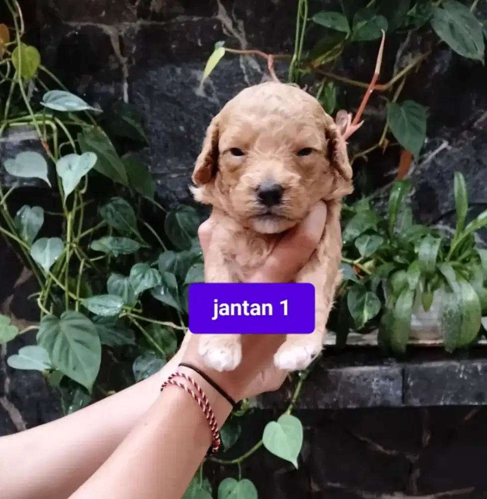 Red Toy Poodle Jantan/Btn