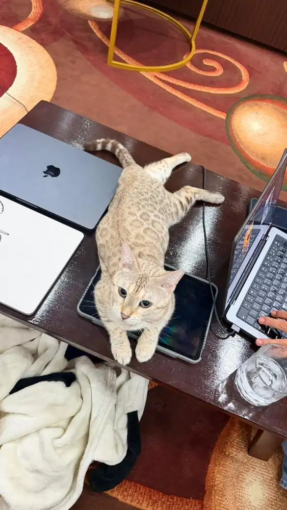 Kucing female bengl snow white