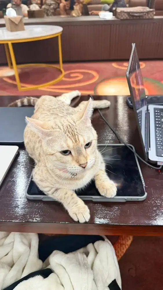 Kucing female bengl snow white