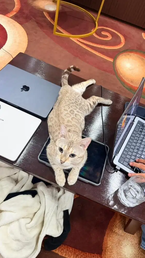 Kucing female bengl snow white