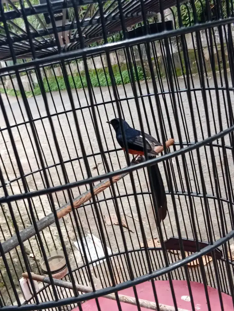 Burung murai medan rajin bunyi