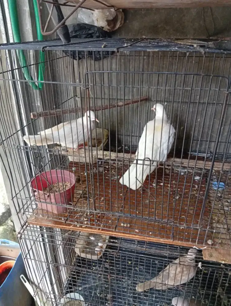 Burung puter albino sepasang