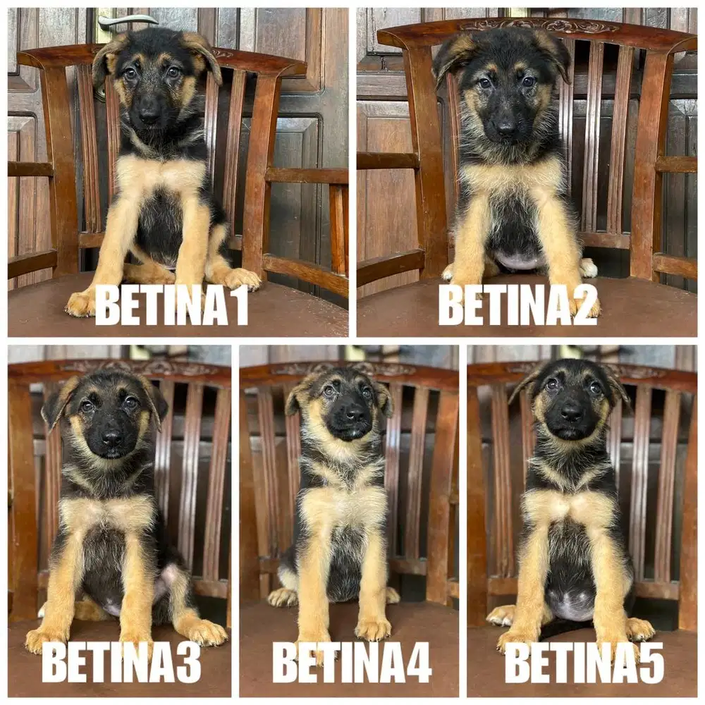 German Sheperd (GSD) / Herder stb vaksin