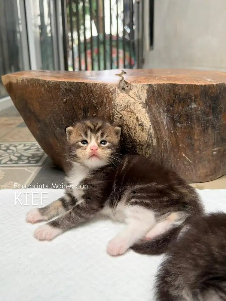 Kitten Mainecoon Kucing Maine Coon