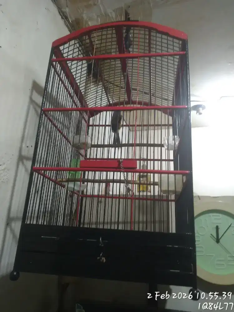 Bismillah  jual  berkah apa adanya burung pentet plus kandang