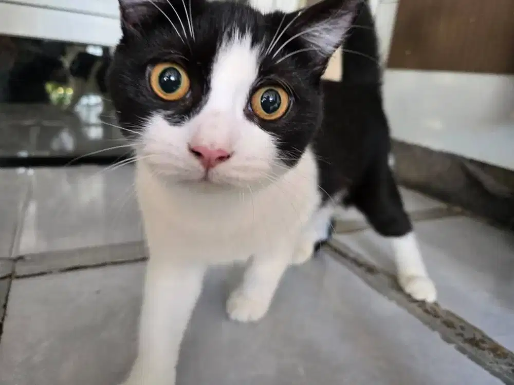 British Short Hair Bicolour