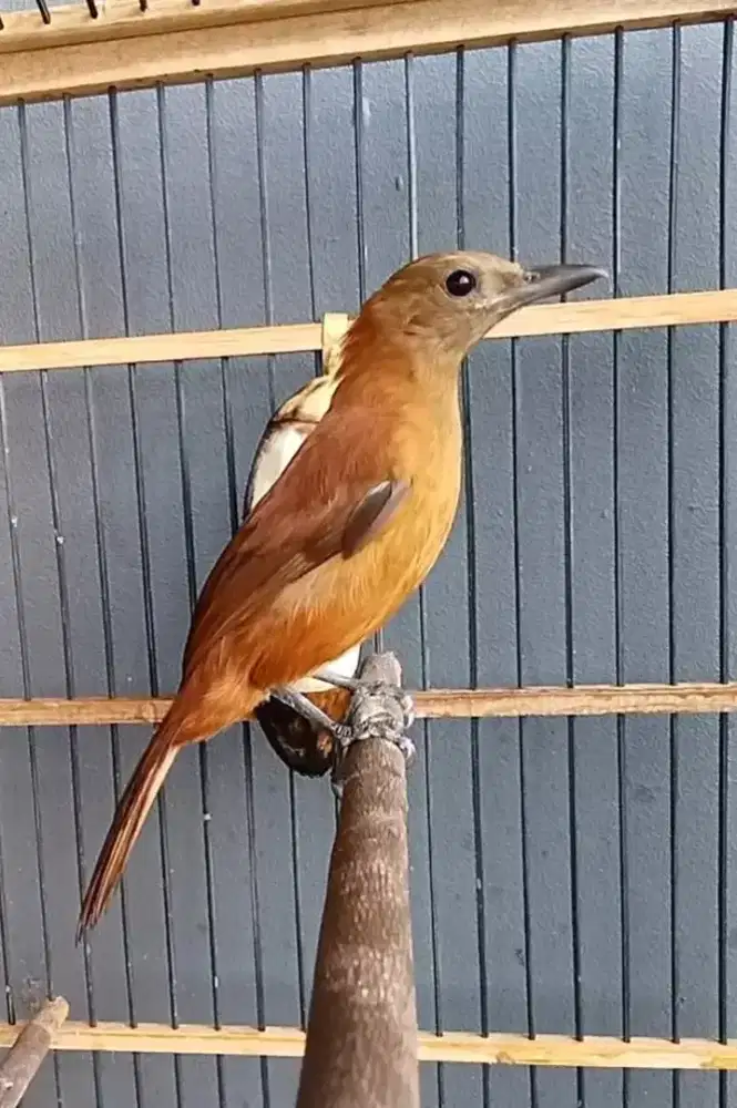 Cucak emas papua mulus rajin