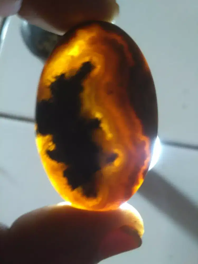 Batu raflesia bergambar naga