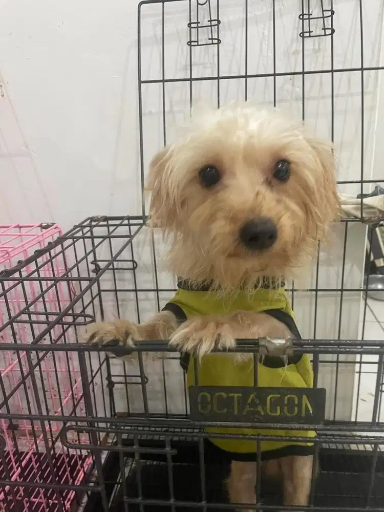 Maltipo 8bulan vaksin