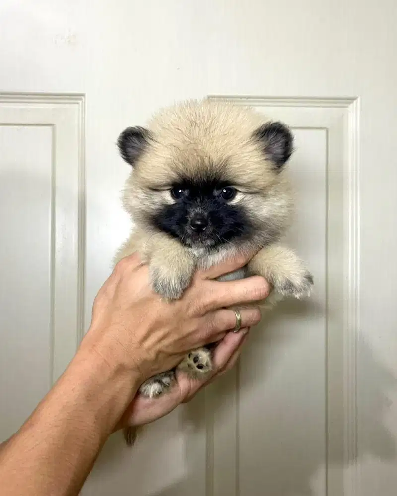Super minipom jantan