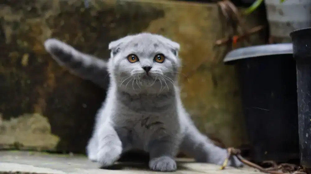 ANAKAN KITTEN SCOTTISH FOLD BLUE TRIPLE FOLD 3BULAN