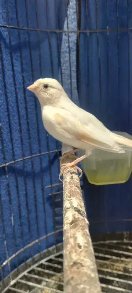 Putih polos masih bujang