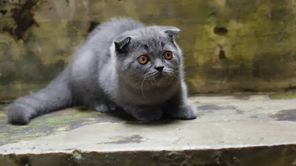 KITTEN ANAK SCOTTISH FOLD DOUBLE FOLD BLUE MALE