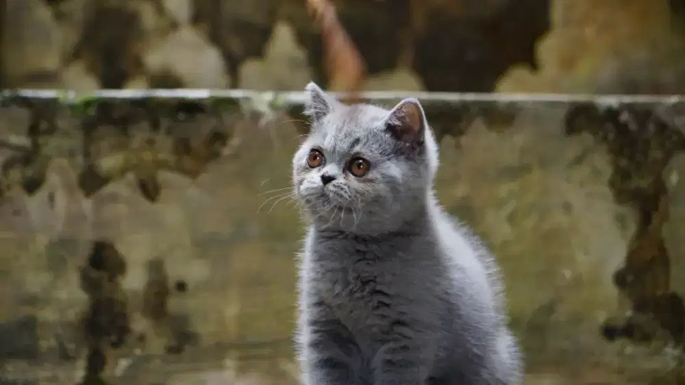 ANAK KITTEN BRITISH SHORTHAIR BLUE/ABU BETINA GOOD QUALITY