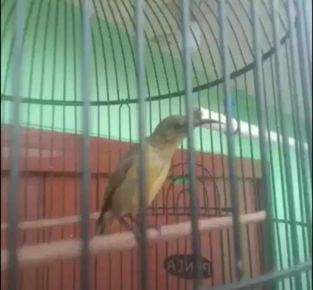 Konin Tropis Otw Mutasi Fullset