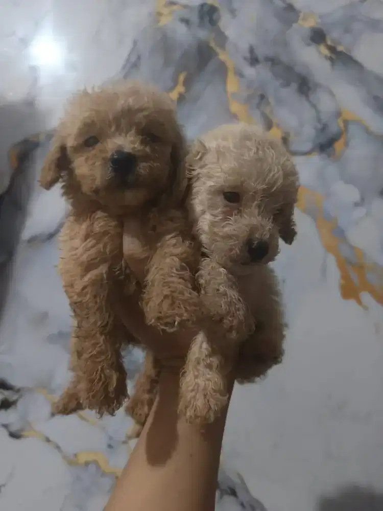 Poodle apricot sepasang kosongan