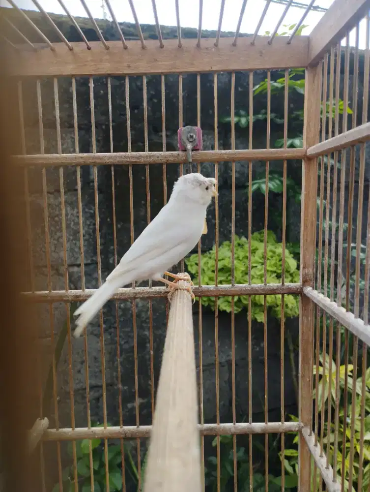 Kenari loper putih jambul