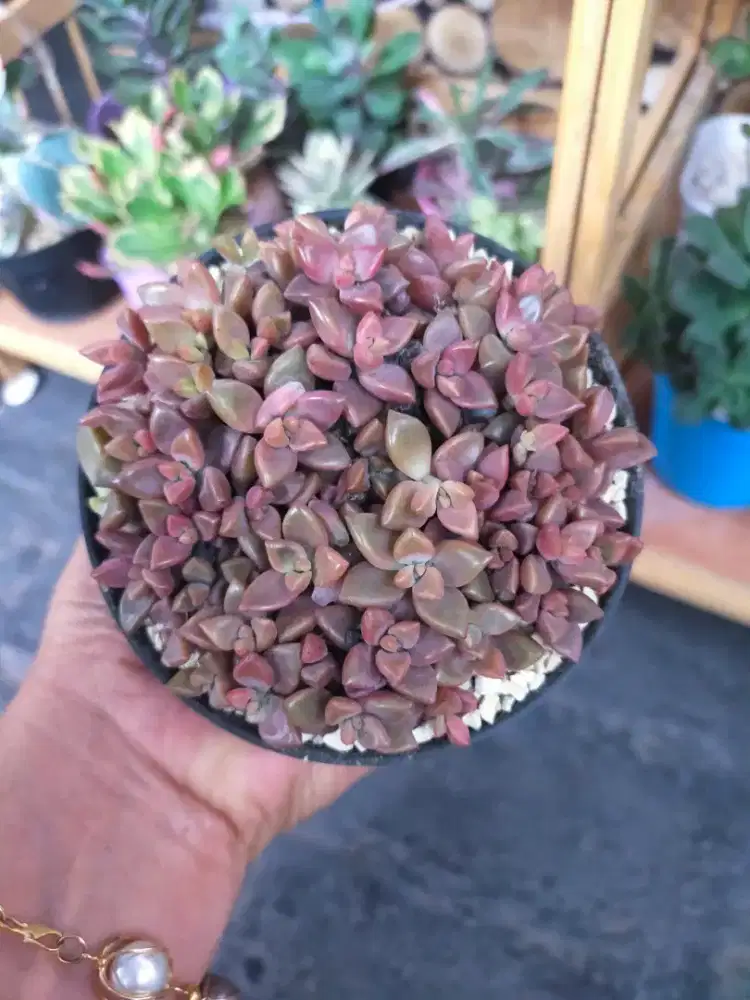 Jajan awet tanaman sukulen