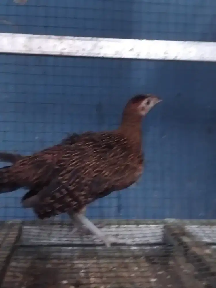 Ayam hutan hijau jawa jinak (remaja) betina