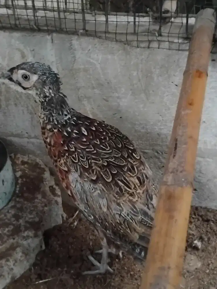 Ayam ringneck peheasnt merah jantan