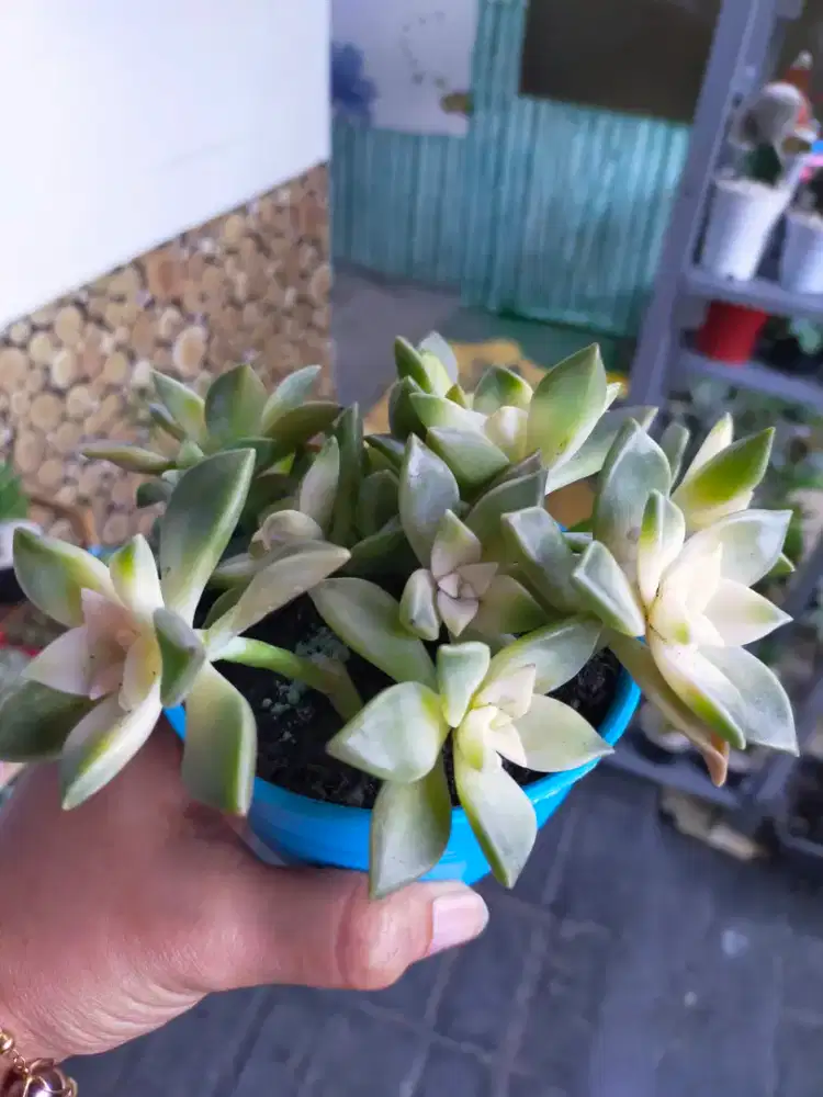 Jajan awet tanaman sukulen