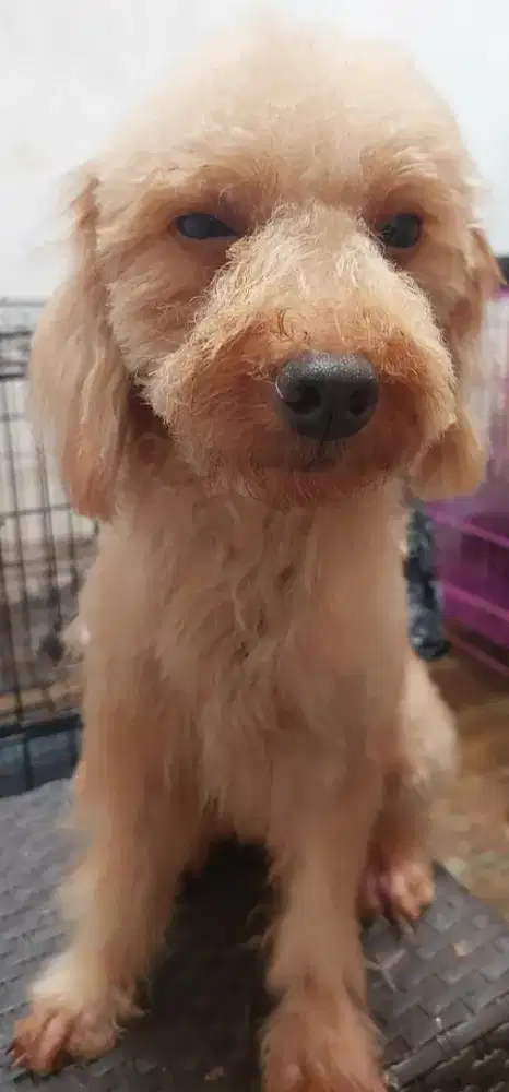 Anjing toy poodle