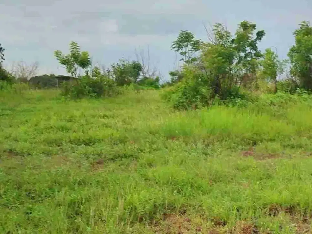 Lahan sewa 34ha di Situbondo