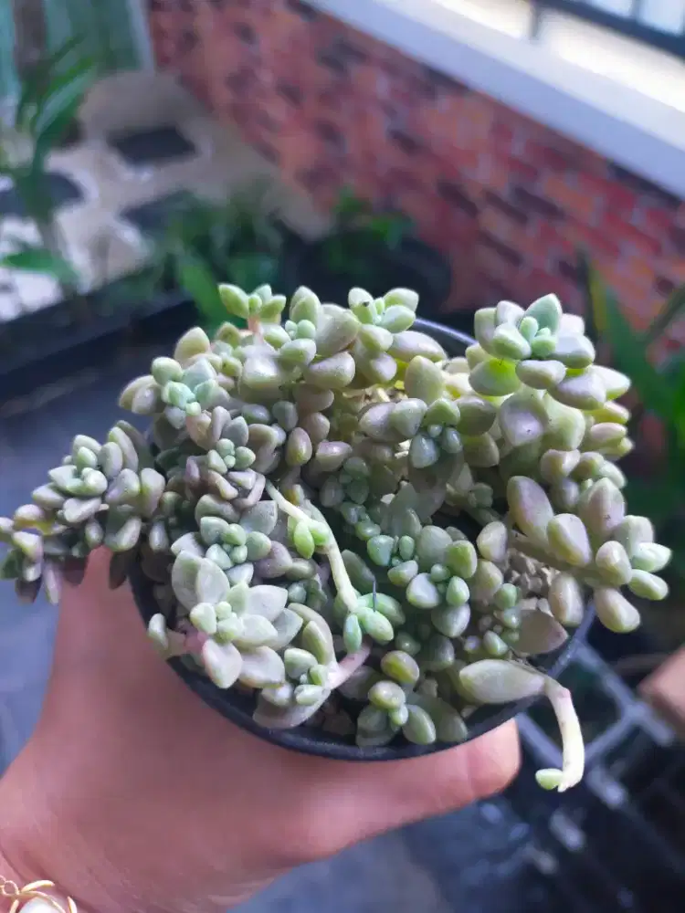 Jajan awet tanaman sukulen