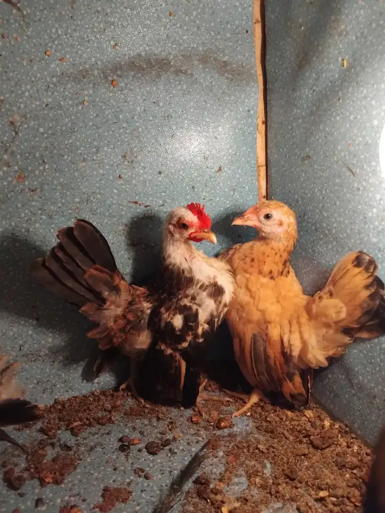 Ayam serama anakna (sepasang)