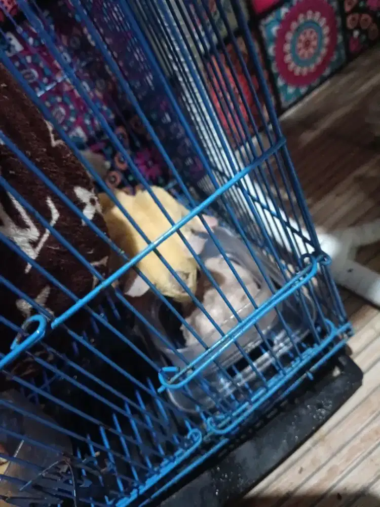 LA Sugar Glider indukan sepasang