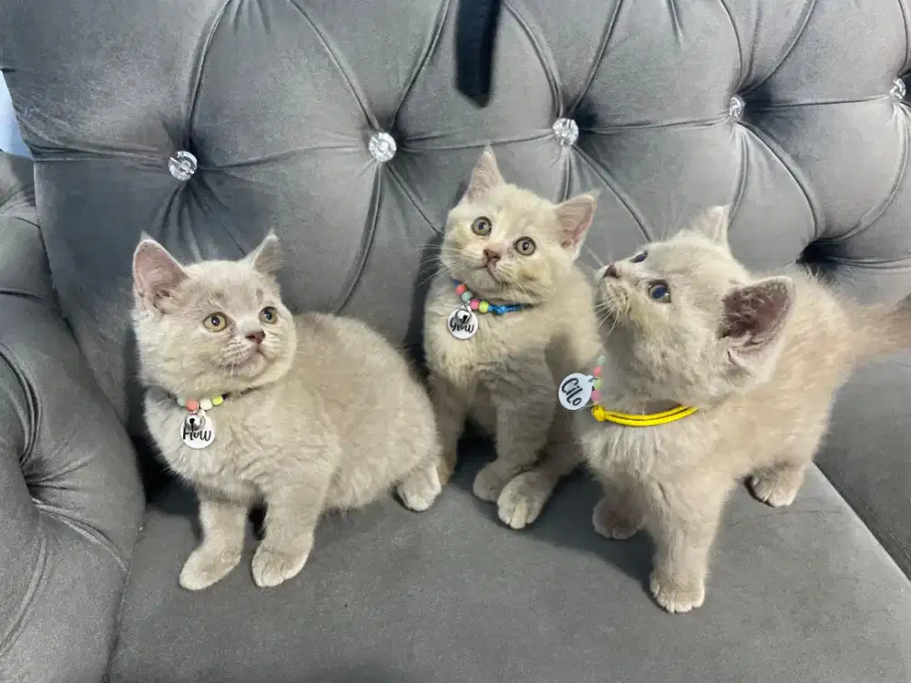 Kucing bsh british shorthair