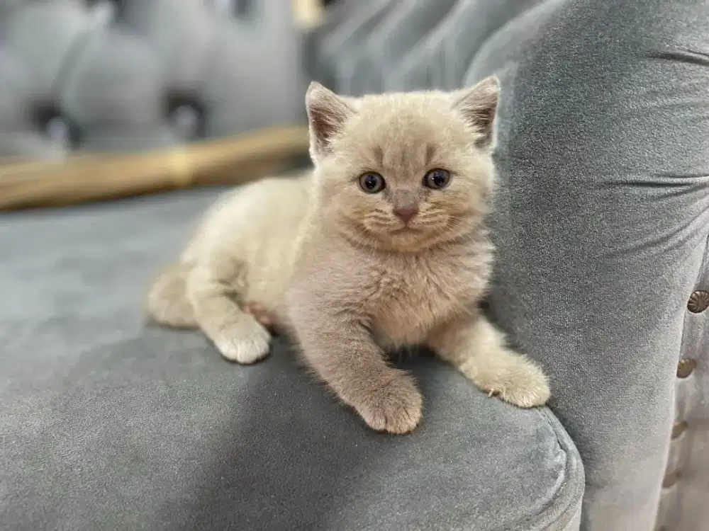 Kucing british shorthair lilac bsh