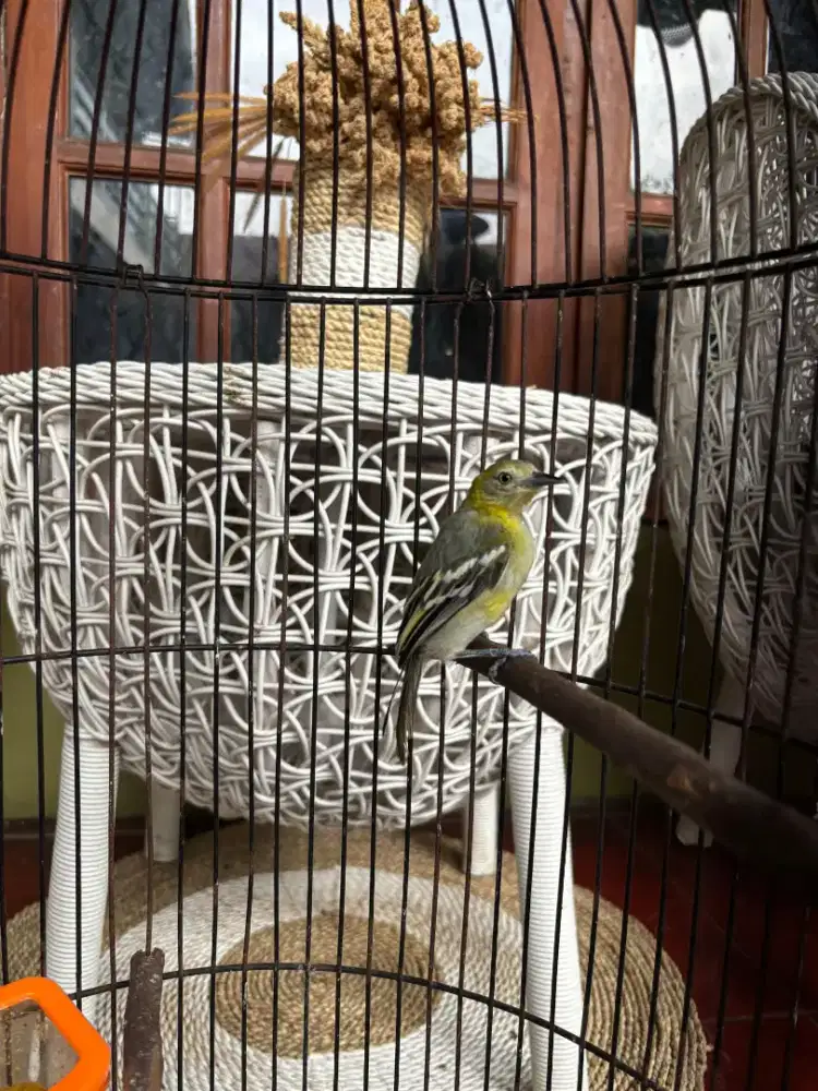 Cipow Daun sama Kandang