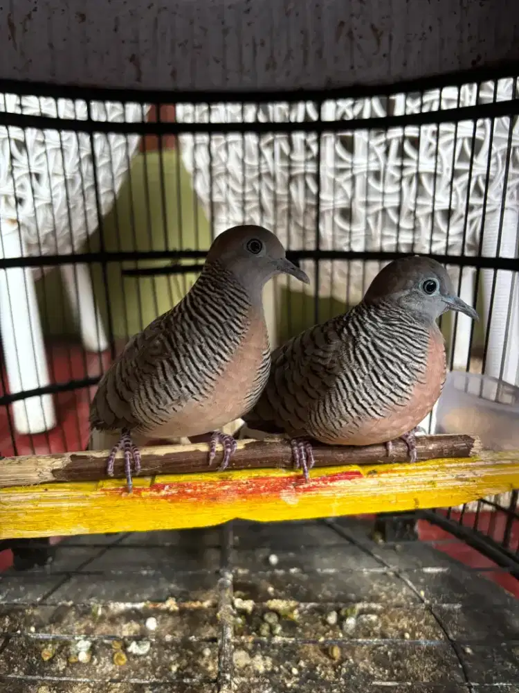 Perkutut Lokal Alam Sepasang plus Sangkar