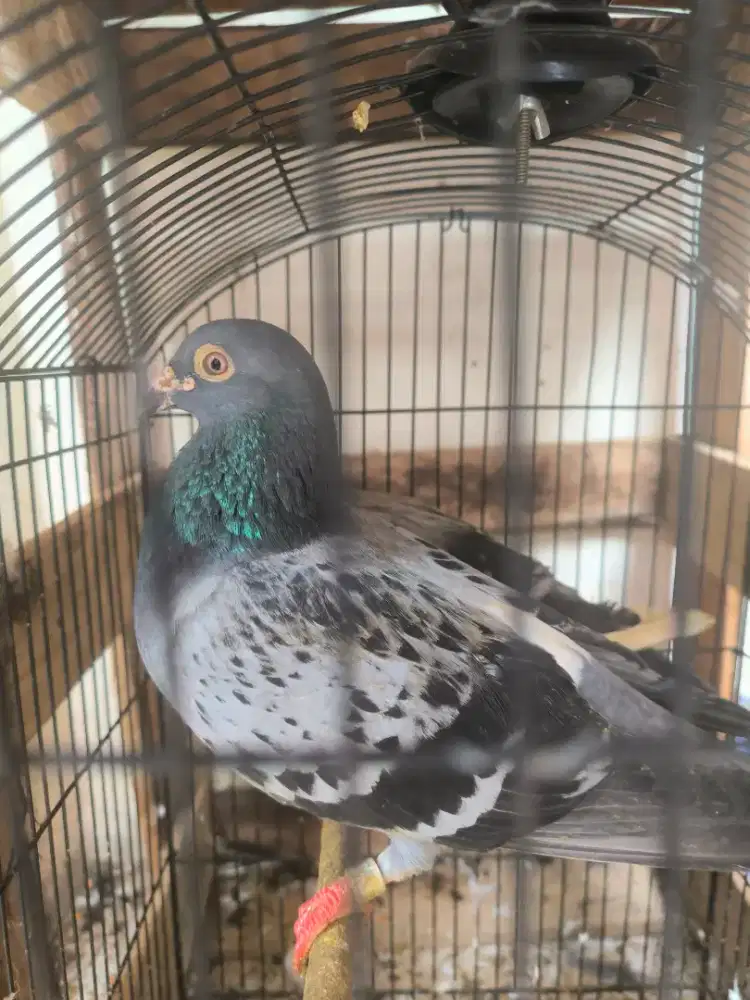 merpati Pos Racing Pakai ring