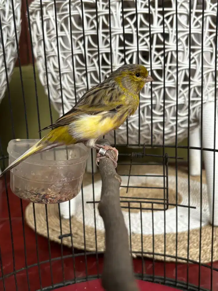 Burung AF Jantan Lagi Mabung