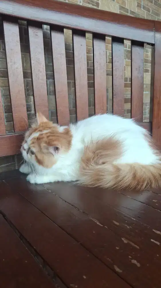 PERSIAN JANTAN RED VAN